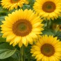 Sunflower Yellow Pygmy Flower Seeds (Approx. 20 seeds) by Jamieson Brothers