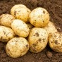 Swift Seed Potatoes - 2KG