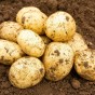 Swift Grow Your Own Seed Potatoes Bundle - Kit Including 3 x Seed Potatoes, Potato Planting Compost & Planter Bag by Jamieson Brothers