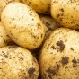 Jamieson Brothers  Swift First Early Seed Potatoes 10 Tuber Pack