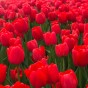 Garden with Jonny Tulip Red Impression 10 Bulbs