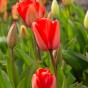 Garden with Jonny Tulip Red Impression 10 Bulbs