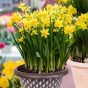 Tete a Tete and Double Tete a Tete (170 Bulbs) Dwarf Daffodil Bulbs Mixed Super Pack - Dwarf Daffodils by Jamieson Brothers