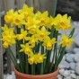 Muscari & Tete a Tete Dwarf Daffodil Bulbs  - Big Mix (180 bulbs) by Jamieson Brothers® 