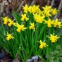 Muscari & Tete a Tete Bulbs  - Big Mix (170 bulbs) by Jamieson Brothers 