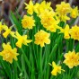 Tete a Tete and Double Tete a Tete (170 Bulbs) Dwarf Daffodil Bulbs Mixed Super Pack - Dwarf Daffodils by Jamieson Brothers