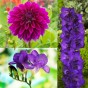 The Purple Bag (Dahlia Pinnata, Gladiolus Hortulanus, Freesia Hybrid) 20x Spring Planting Flower Bulbs