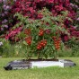 Peat Free Tomato Compost with added John Innes 60L - 6 months feeding in this professional blend by Jamieson Brothers