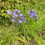 Triteleia Aquarius 15 Bulbs Ready for Planting Now in UK Autumn Outdoor Gardens