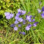 Triteleia Aquarius 15 Bulbs Ready for Planting Now in UK Autumn Outdoor Gardens