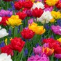 Garden With Jonny Tulip Double Mixed Bulbs