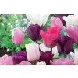 Mixed Tulip bulbs Midnight Moments (20 Bulbs) Purple Pink and White Mix Landscape Pack 