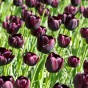 Tulip Queen of Night