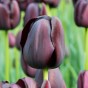 Tulip Queen of Night
