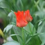 Garden with Jonny Tulip Red Riding Hood 10 Bulbs