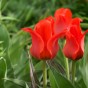 Garden with Jonny Tulip Red Riding Hood 10 Bulbs
