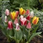 Garden With Jonny Tulip Rockery Mixed Bulbs
