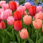 Spring Flower Bulb Collection - 300 Autumn Planting Bulbs - Tulips, Crocus, Alliums, Iris, Anemones & Puschkinia