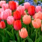 100 - 900 Autumn Planting Bulbs – Spring Flower Collection + Fast Dissolving Plant Food Tablets (Tulips, Crocus, Alliums, Iris, Anemones & Puschkinia) by Jamieson Brothers