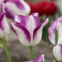 Tulip Affaire 7 Bulbs Ready for Planting Now in UK Autumn Outdoor Gardens