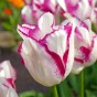 Tulip Affaire 7 Bulbs Ready for Planting Now in UK Autumn Outdoor Gardens