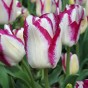 Tulip Affaire 7 Bulbs Ready for Planting Now in UK Autumn Outdoor Gardens