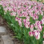Tulip Affaire 7 Bulbs Ready for Planting Now in UK Autumn Outdoor Gardens