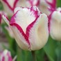 Tulip Affaire 7 Bulbs Ready for Planting Now in UK Autumn Outdoor Gardens