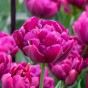 Tulip Double Early Alison Bradley 6 Bulbs Ready for Planting Now in UK Autumn Outdoor Gardens