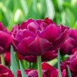 Tulip Double Early Alison Bradley 6 Bulbs Ready for Planting Now in UK Autumn Outdoor Gardens