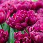 Tulip Double Early Alison Bradley 6 Bulbs Ready for Planting Now in UK Autumn Outdoor Gardens