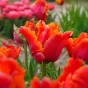 Tulip Parrot Amazing Parrot 6 Bulbs Ready for Planting Now in UK Autumn Outdoor Gardens