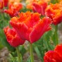 Tulip Parrot Amazing Parrot 6 Bulbs Ready for Planting Now in UK Autumn Outdoor Gardens