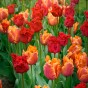 Tulip Parrot Amazing Parrot 6 Bulbs Ready for Planting Now in UK Autumn Outdoor Gardens