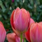 Tulip Van Eijk 20 Bulbs Ready for Planting Now in UK Autumn Outdoor Gardens