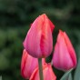 Tulip Van Eijk 20 Bulbs Ready for Planting Now in UK Autumn Outdoor Gardens