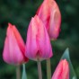 Tulip Van Eijk 20 Bulbs Ready for Planting Now in UK Autumn Outdoor Gardens