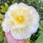 Tulip Avant Garde 7 Bulbs Ready for Planting Now in UK Autumn Outdoor Gardens