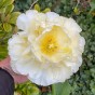 Tulip Avant Garde 7 Bulbs Ready for Planting Now in UK Autumn Outdoor Gardens