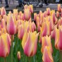 Tulip Blushing Lady 7 Bulbs Ready for Planting Now in UK Autumn Outdoor Gardens