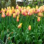 Tulip Blushing Lady 7 Bulbs Ready for Planting Now in UK Autumn Outdoor Gardens