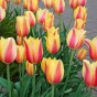 Tulip Blushing Lady 7 Bulbs Ready for Planting Now in UK Autumn Outdoor Gardens