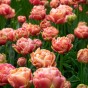 Tulip Double Late Copper Image 5 Bulbs Ready for Planting Now in UK Autumn Outdoor Gardens