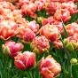 Tulip Double Late Copper Image 5 Bulbs Ready for Planting Now in UK Autumn Outdoor Gardens