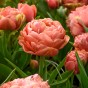 Tulip Double Late Copper Image 5 Bulbs Ready for Planting Now in UK Autumn Outdoor Gardens