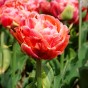 Tulip Double Late Copper Image 5 Bulbs Ready for Planting Now in UK Autumn Outdoor Gardens
