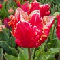 Tulip Parrot Dee Jay Parrot 6 Bulbs Ready for Planting Now in UK Autumn Outdoor Gardens