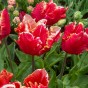 Tulip Parrot Dee Jay Parrot 6 Bulbs Ready for Planting Now in UK Autumn Outdoor Gardens