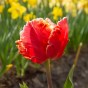 Tulip Parrot Dee Jay Parrot 6 Bulbs Ready for Planting Now in UK Autumn Outdoor Gardens