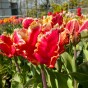Tulip Parrot Dee Jay Parrot 6 Bulbs Ready for Planting Now in UK Autumn Outdoor Gardens